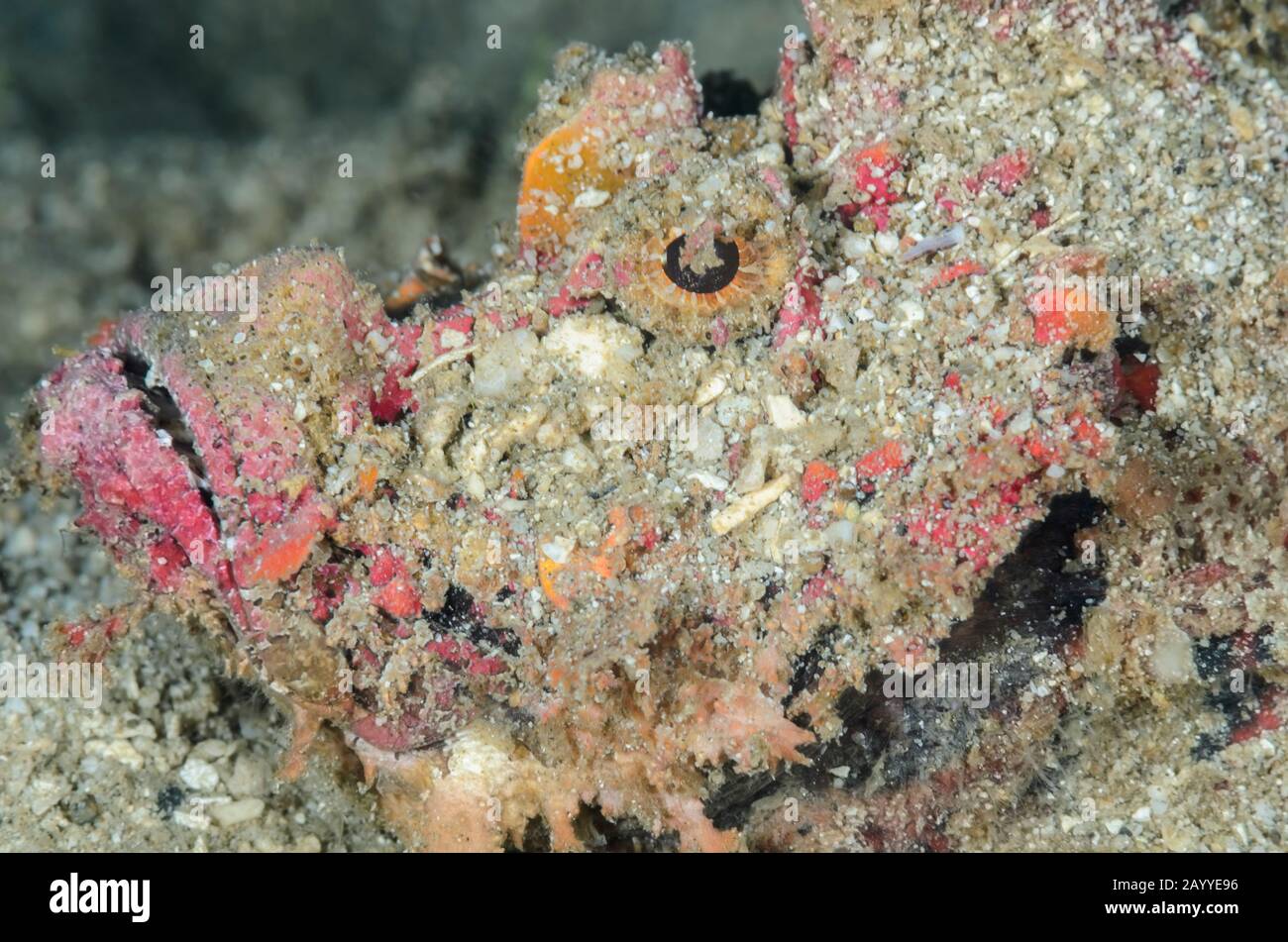 Estuarine stonefish, Synanceia horrida, Lembeh Strait, North Sulawesi, Indonesia, Pacific Stock Photo