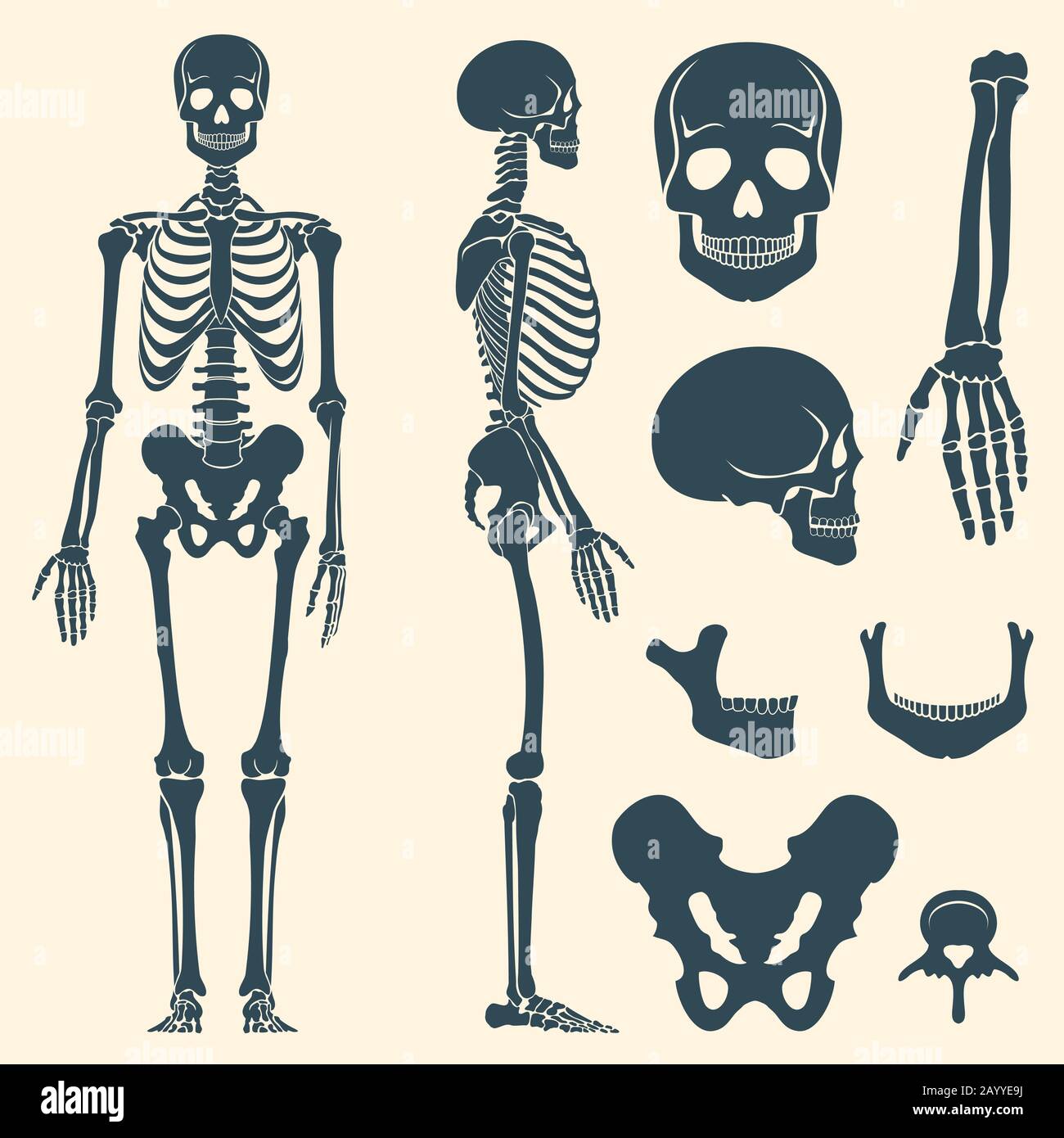 Human bones skeleton silhouette vector. Set of bones, illustration spine and skull bones Stock Vector