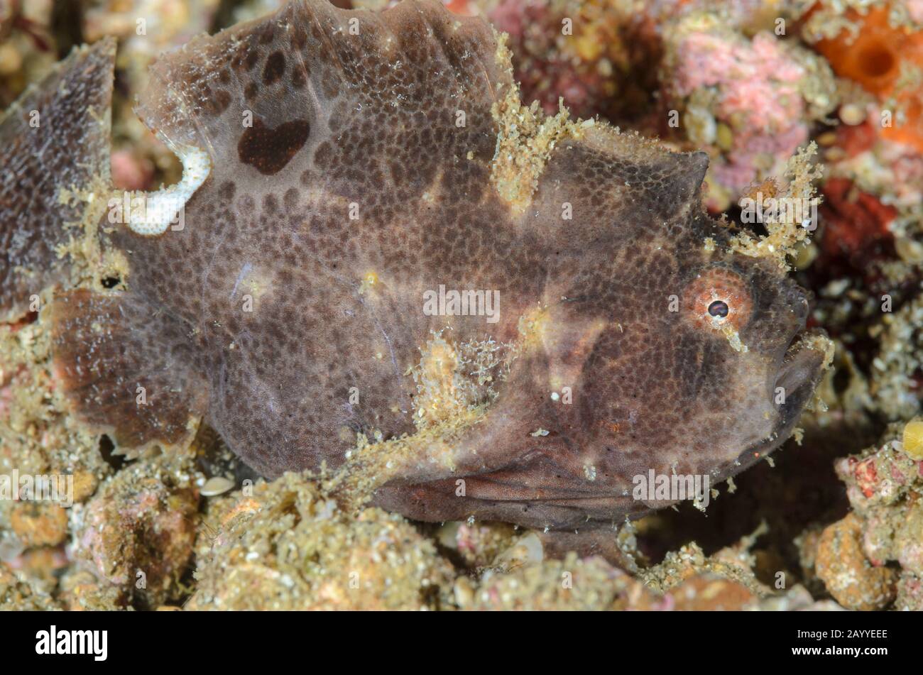 Ocellated or Lembeh frogfish, Nudiantennarius subteres, Lembeh Strait, North Sulawesi, Indonesia, Pacific Stock Photo