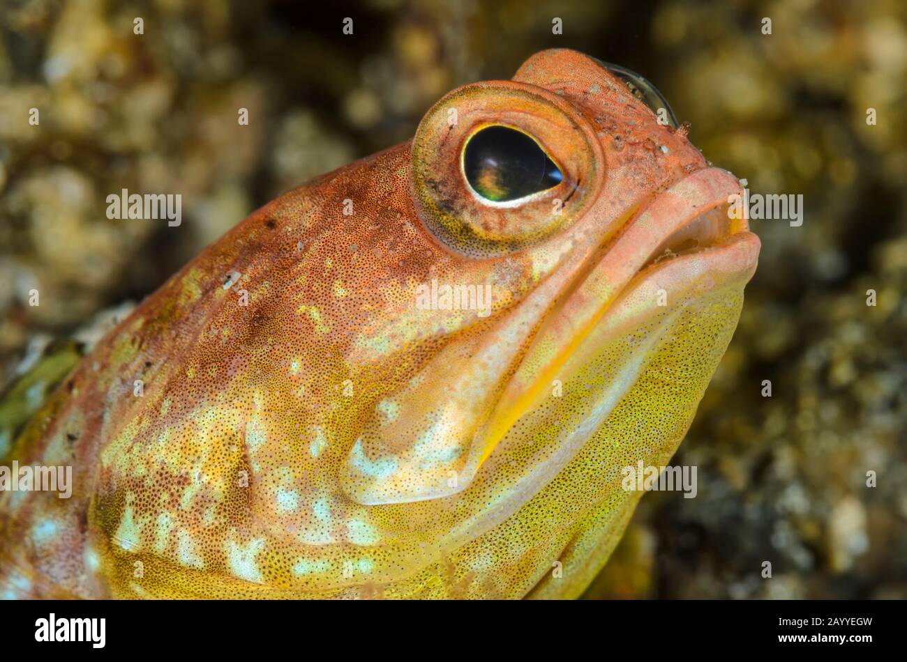 Solor jawfish, Opistognathus solorensis, Lembeh Strait, North Sulawesi, Indonesia, Pacific Stock Photo