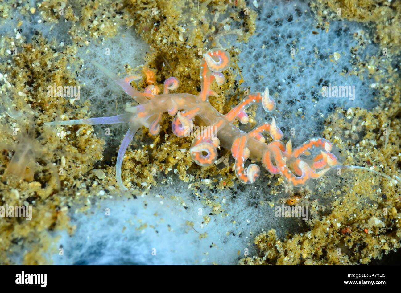 nudibranch or sea slug, Phyllodesmium poindiemi, Lembeh Strait, North Sulawesi, Indonesia, Pacific Stock Photo