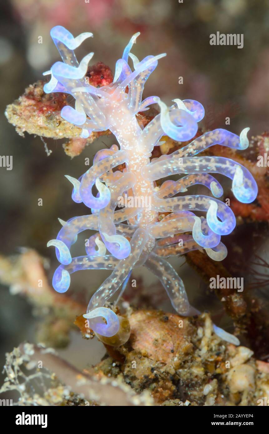 sea slug or nudibranch, Phyllodesmium pondimiei, Lembeh Strait, North Sulawesi, Indonesia, Pacific Stock Photo