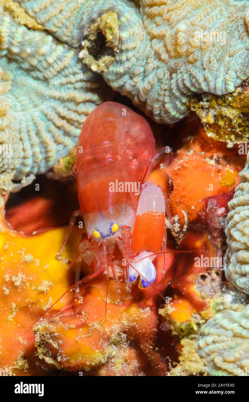 Modest snapping shrimp, Synalpheus modestus, Lembeh Strait, North Sulawesi, Indonesia, Pacific Stock Photo