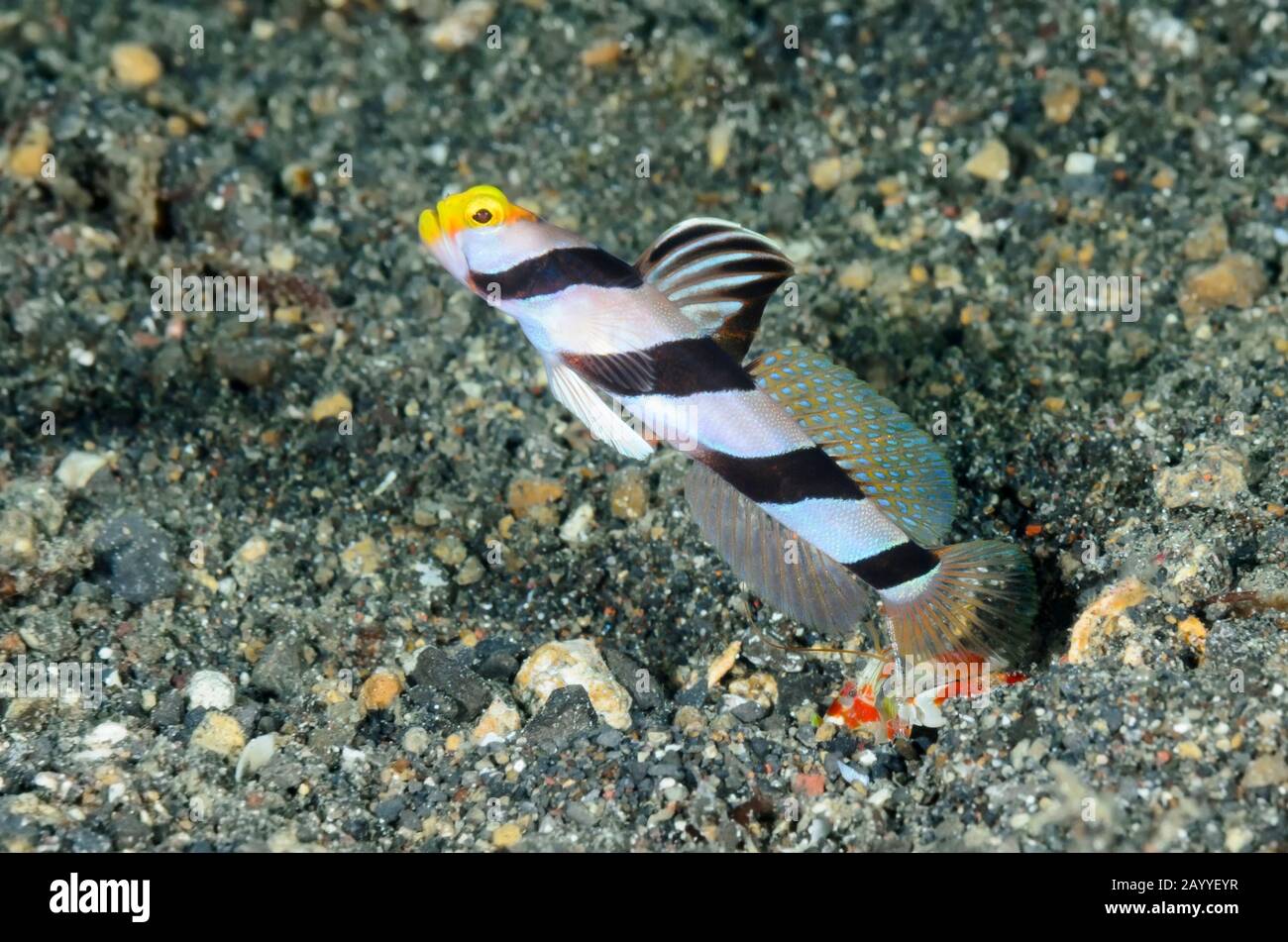 Yellownose shrimpgoby, Stonogobiops xanthorhinica, with Randall's snapping shrimp, Alpheus randalli, Lembeh Strait, North Sulawesi, Indonesia, Pacific Stock Photo