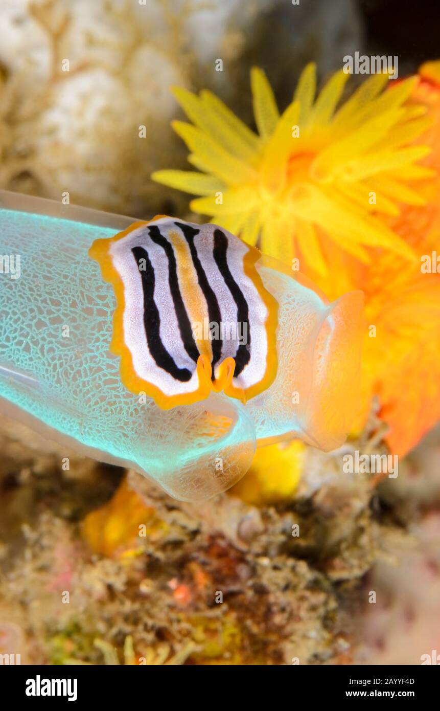 Marine flatworm that mimics a Chromodorid nudibranch,  Pseudoceros sp., Lembeh Strait, North Sulawesi, Indonesia, Pacific Stock Photo