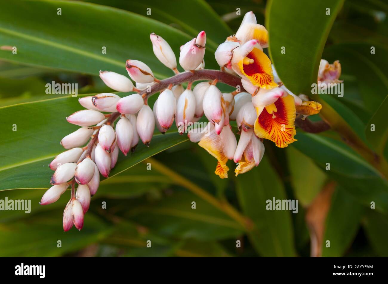 The flower of Alpinia zerumbet, commonly known as shell ginger, is a