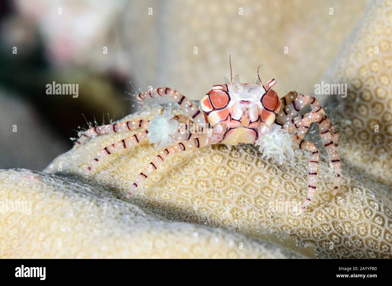 Mosaic Boxer crab, Lybia tesselata, Lembeh Strait, North Sulawesi, Indonesia, Pacific Stock Photo