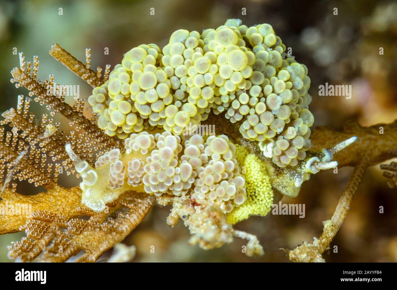 sea slug or nudibranch, Doto ussi, laying eggs, Lembeh Strait, North Sulawesi, Indonesia, Pacific Stock Photo