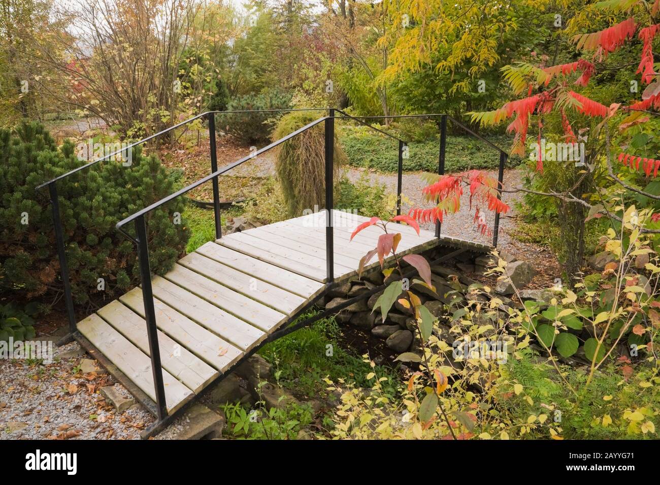 Pinus mugo 'Sherwood Compact' - Pine tree with a wooden footbridge and a Rhus typhina 'Laciniata'  - Sumac tree with red leaves in backyard garden. Stock Photo