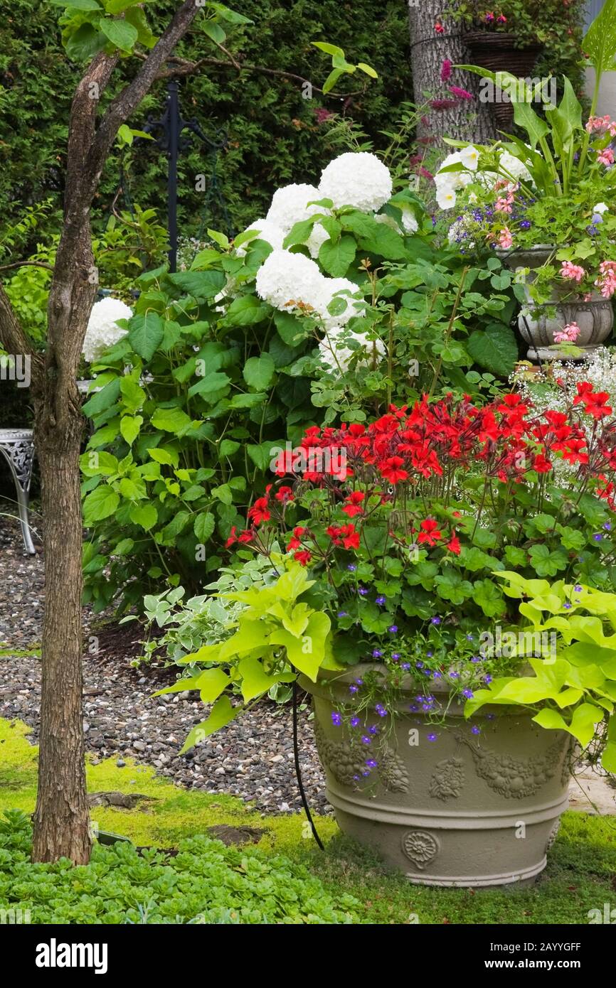 Red Pelargonium - Geraniums with Ipomoea batatas - Morning Glory in planter and Hydrangea 'Annabelle' in backyard garden in summer. Stock Photo