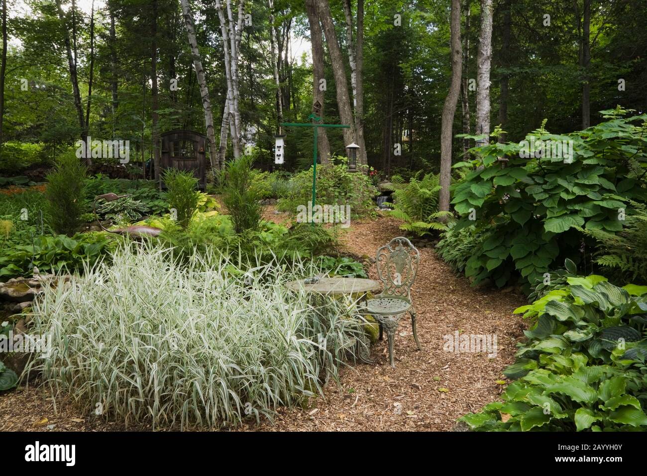 Bistro style cast iron table and chair on cedar mulch path with Phalaris arundinacea 'Picta' - Ornamental Ribbon Grass in backyard garden in summer. Stock Photo