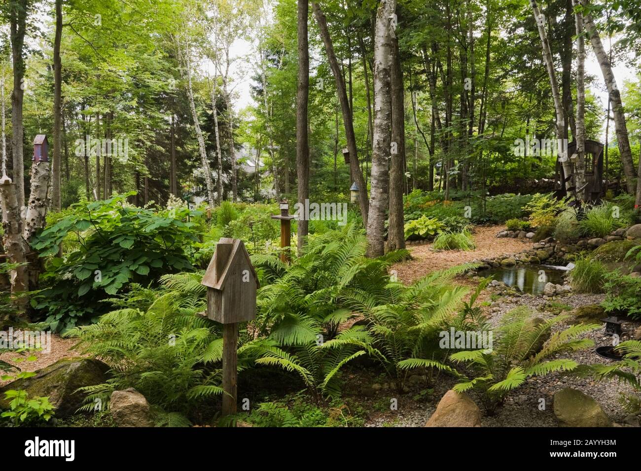 Woodland with birdhouses on tree stumps and Pteridophyta - Ferns in backyard garden in summer. Stock Photo