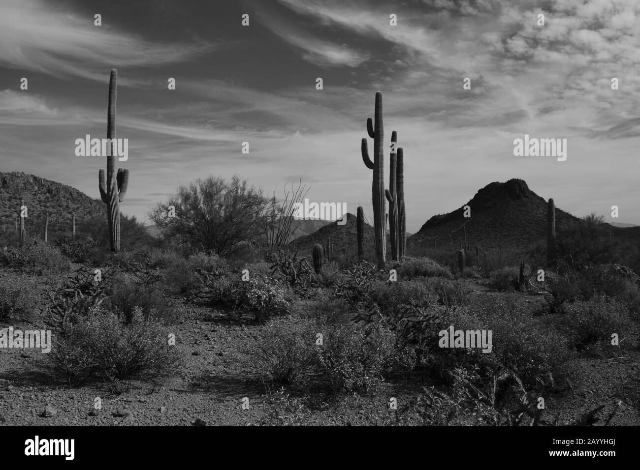 Iconic Saguaro National Park On A Cloudy Day In Black And White Stock Photo