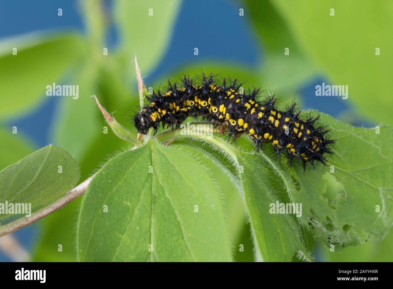 Scarce fritillary (Euphydryas maturna, Hypodryas maturna), caterpillar eating at honeysuckle, Germany Stock Photo