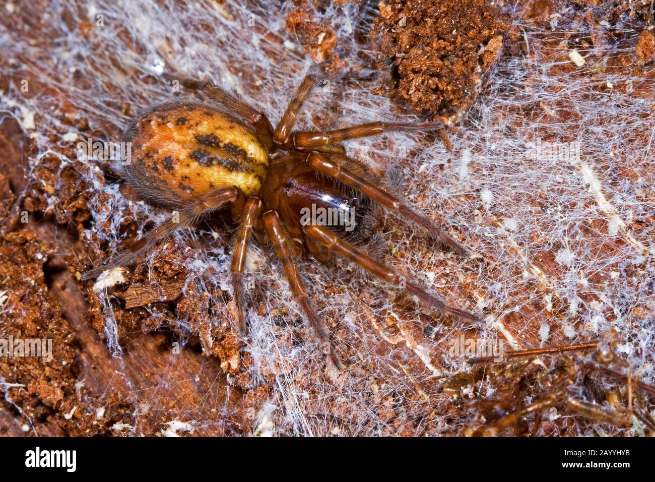 Lace weaver spider, lace-webbed spider, window lace weaver, House spider mouthparts (Amaurobius fenestralis), on its web, Germany Stock Photo
