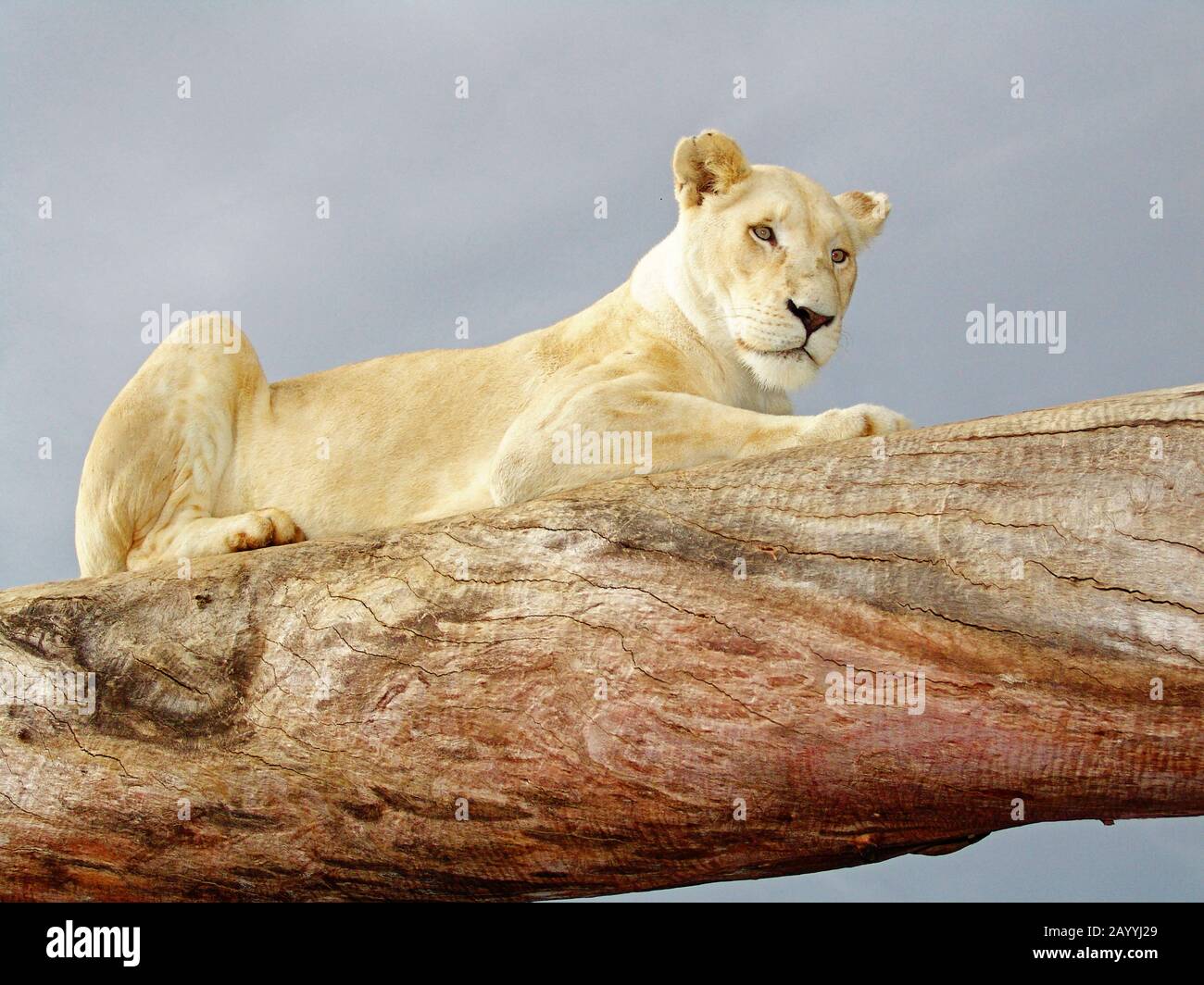 lion (Panthera leo), white lioness resting on a trunk, South Africa Stock Photo