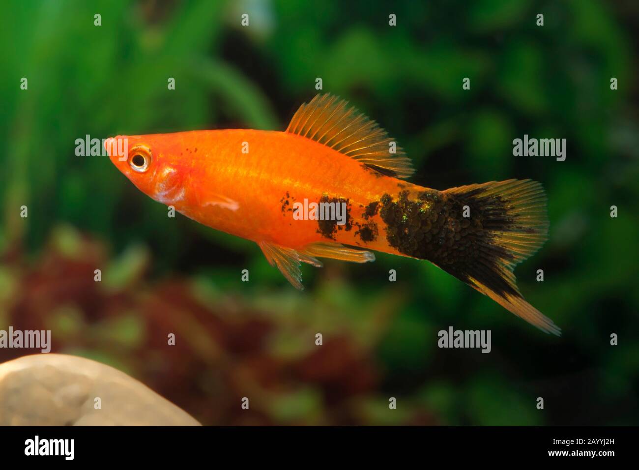 green swordtail (Xiphophorus helleri), breeding form Marmor Stock Photo