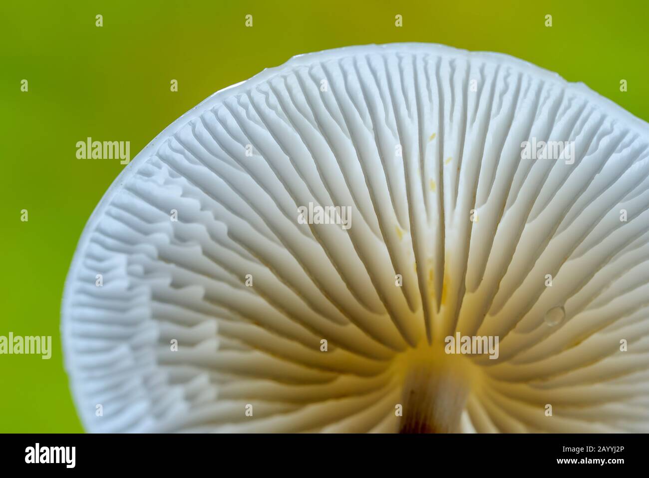 porcelain fungus (Oudemansiella mucida), underside of the hat with gills, Germany, North Rhine-Westphalia Stock Photo