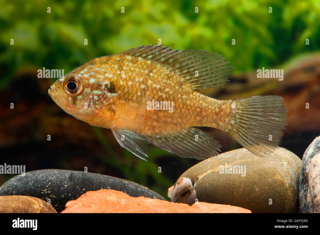 Bluespotted sunfish (Enneacanthus gloriosus), side view Stock Photo