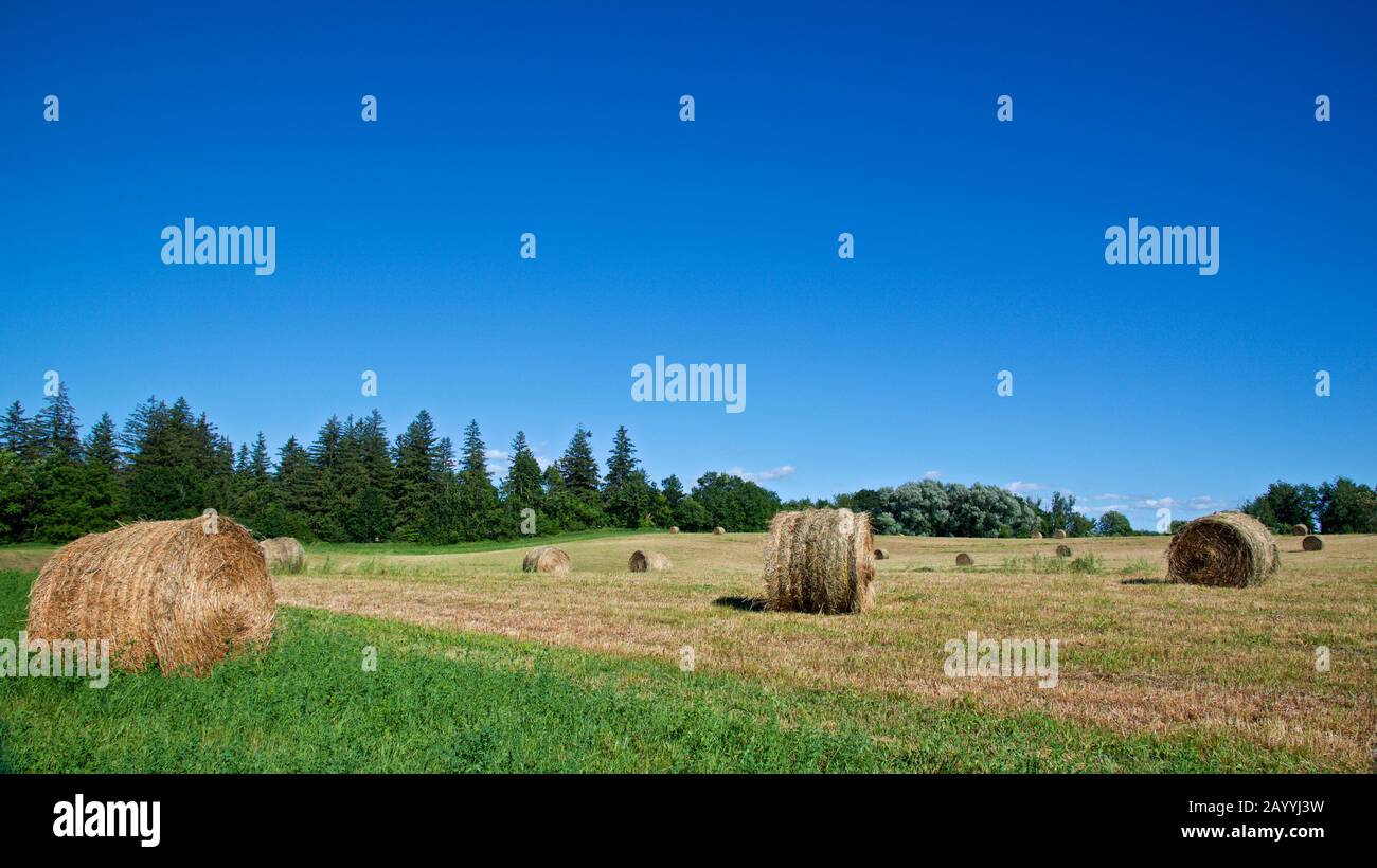 Hay rolls on farmland in Ontario Stock Photo