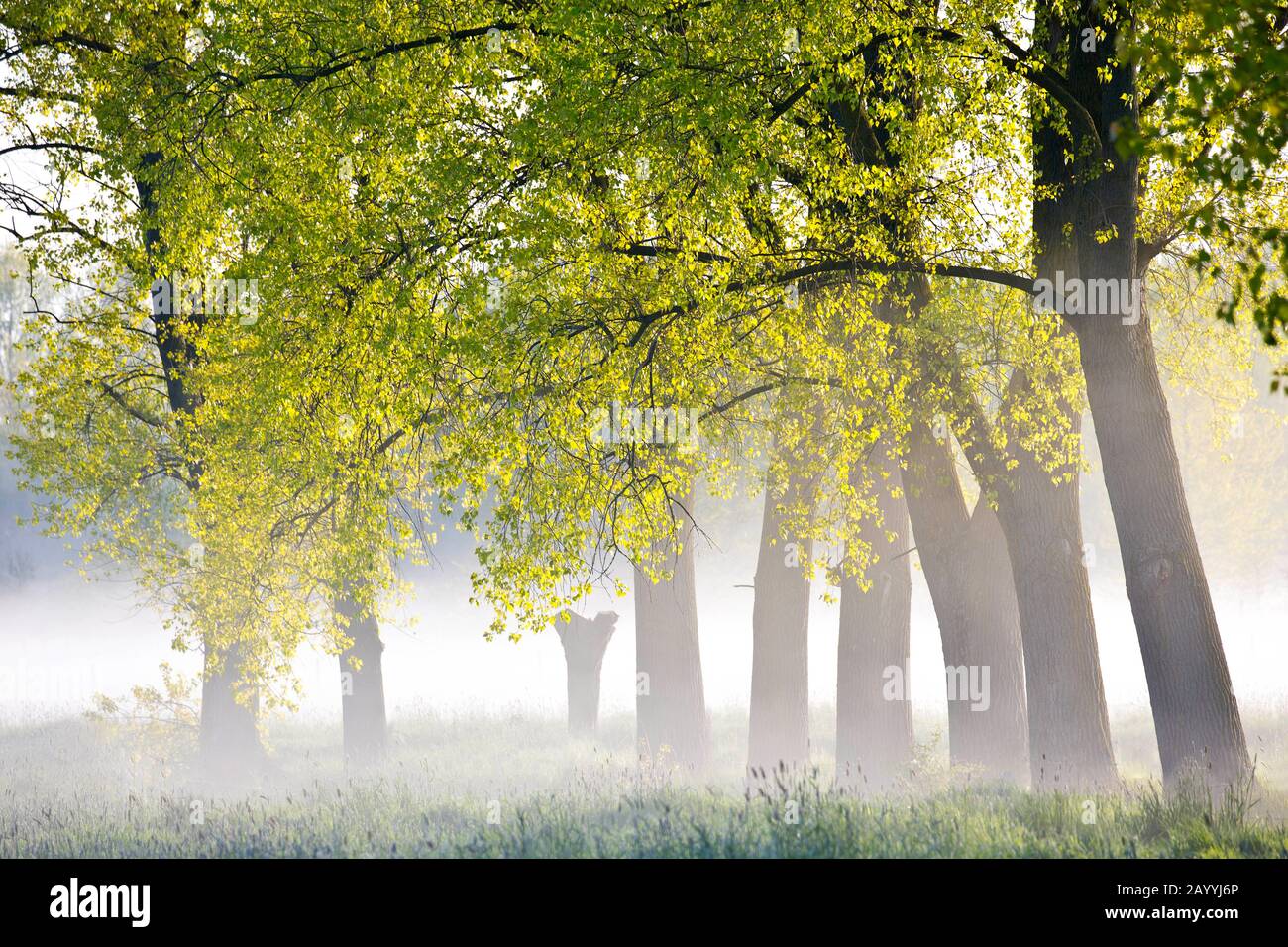 Canadian Poplar (Populus x canadensis), wetland area in Vosselare in spring, Belgium, East Flanders, Vosselare, Ooidonk Stock Photo