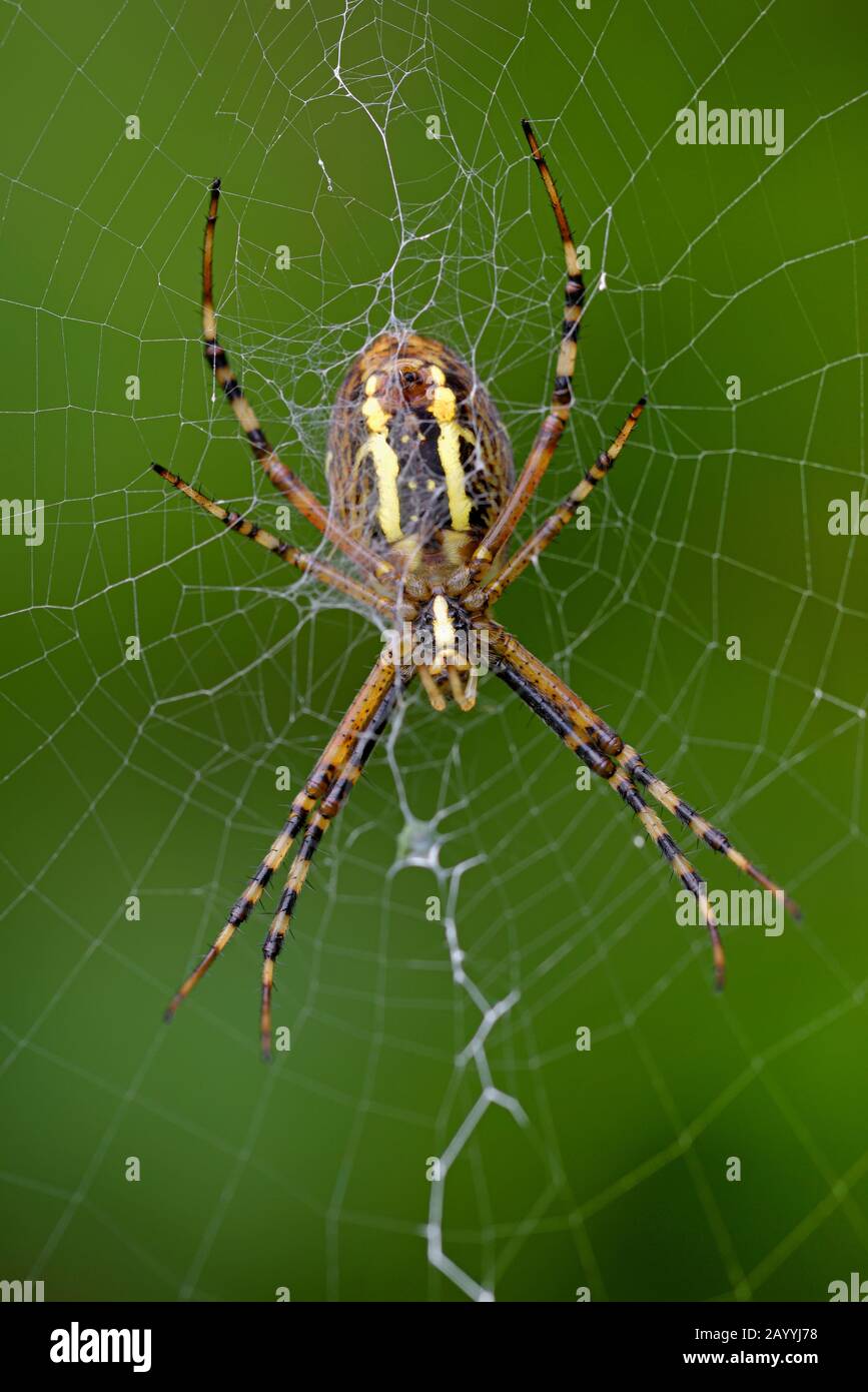 Black-and-yellow argiope, Black-and-yellow garden spider (Argiope bruennichi), female with stabilimentum, Germany, North Rhine-Westphalia Stock Photo