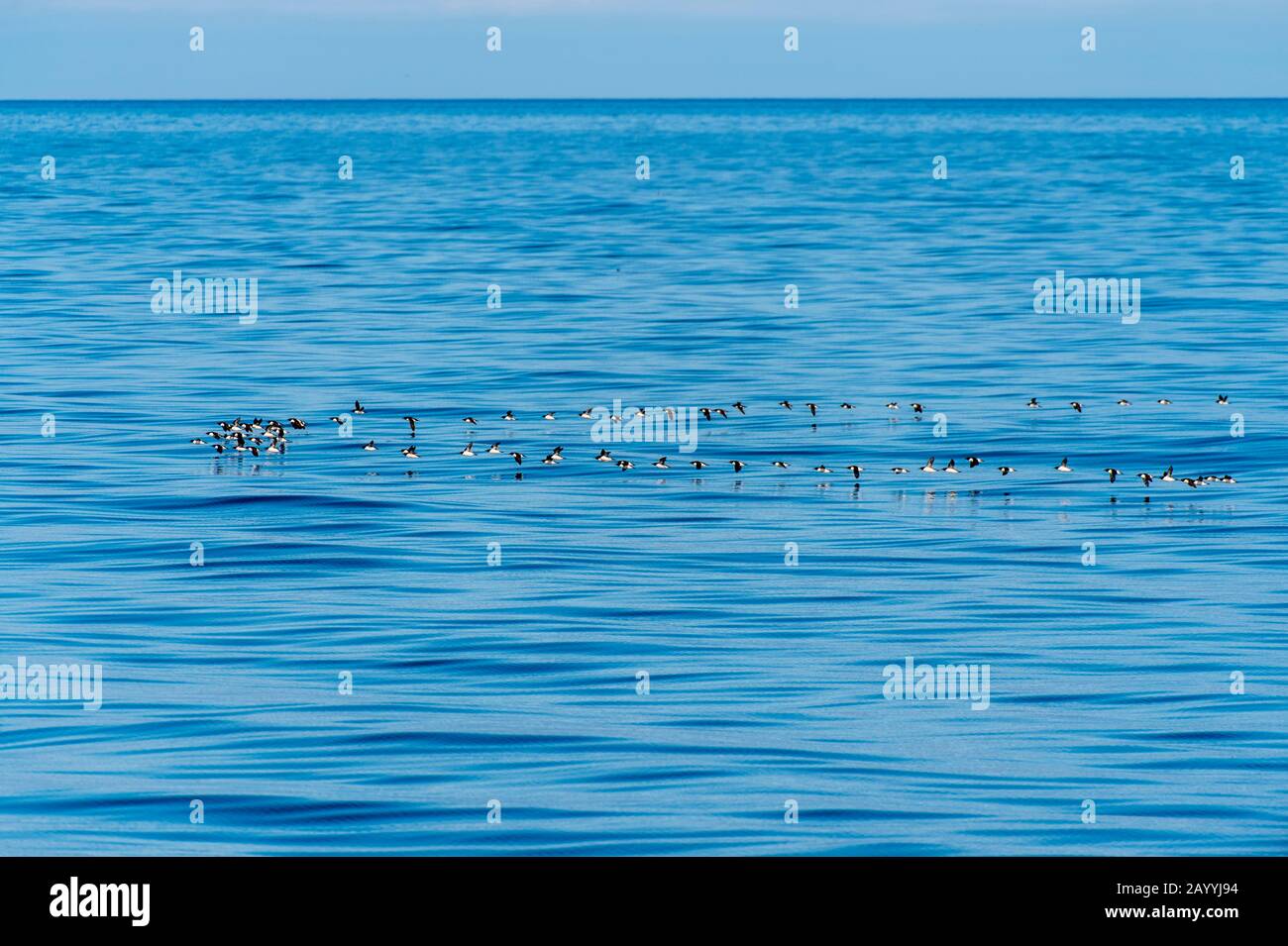 Flocks of Thick-billed murres or Brünnich's guillemot (Uria lomvia) flying over the Arctic Ocean near Bellsund, which is a 20 km long sound on the wes Stock Photo