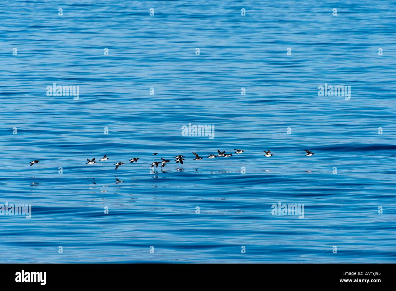 Flocks of Thick-billed murres or Brünnich's guillemot (Uria lomvia) flying over the Arctic Ocean near Bellsund, which is a 20 km long sound on the wes Stock Photo