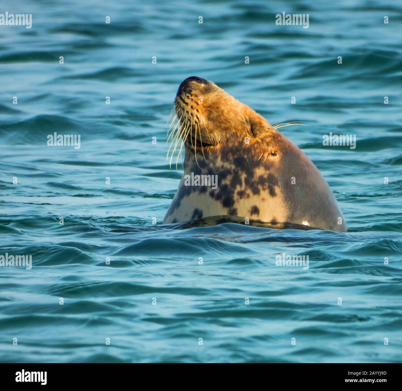 gray seal (Halichoerus grypus), emerges, Germany, Schleswig-Holstein, Heligoland Stock Photo