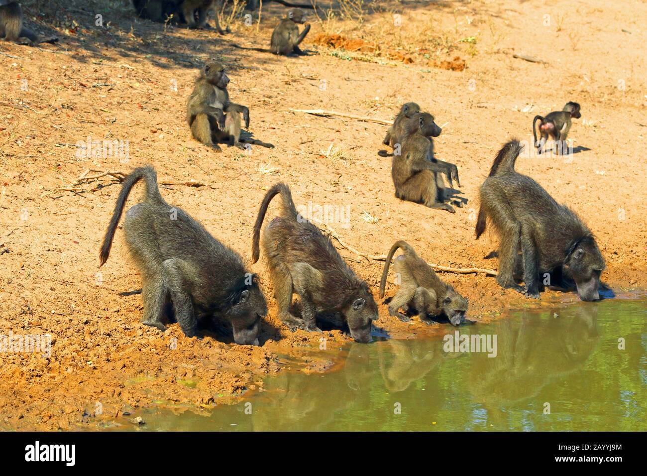 Chacma baboon, anubius baboon, olive baboon (Papio ursinus, Papio cynocephalus ursinus), group drinks at waterhole, South Africa, Kwazulu-Natal, Mkhuze Game Reserve Stock Photo