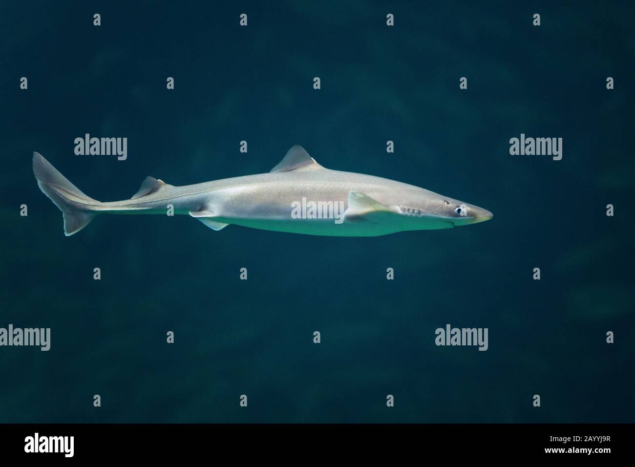 Piked dogfishes squalus acanthias hires stock photography and images