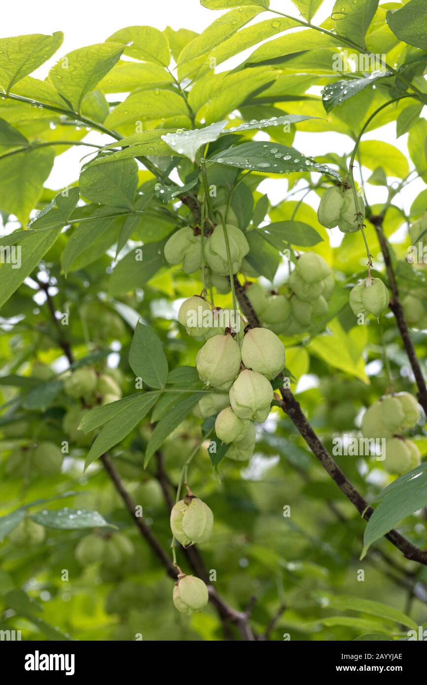 Bladdernut, European Bladdernut (Staphylea pinnata, Staphylaea pinnata), branch with fruits, Germany Stock Photo
