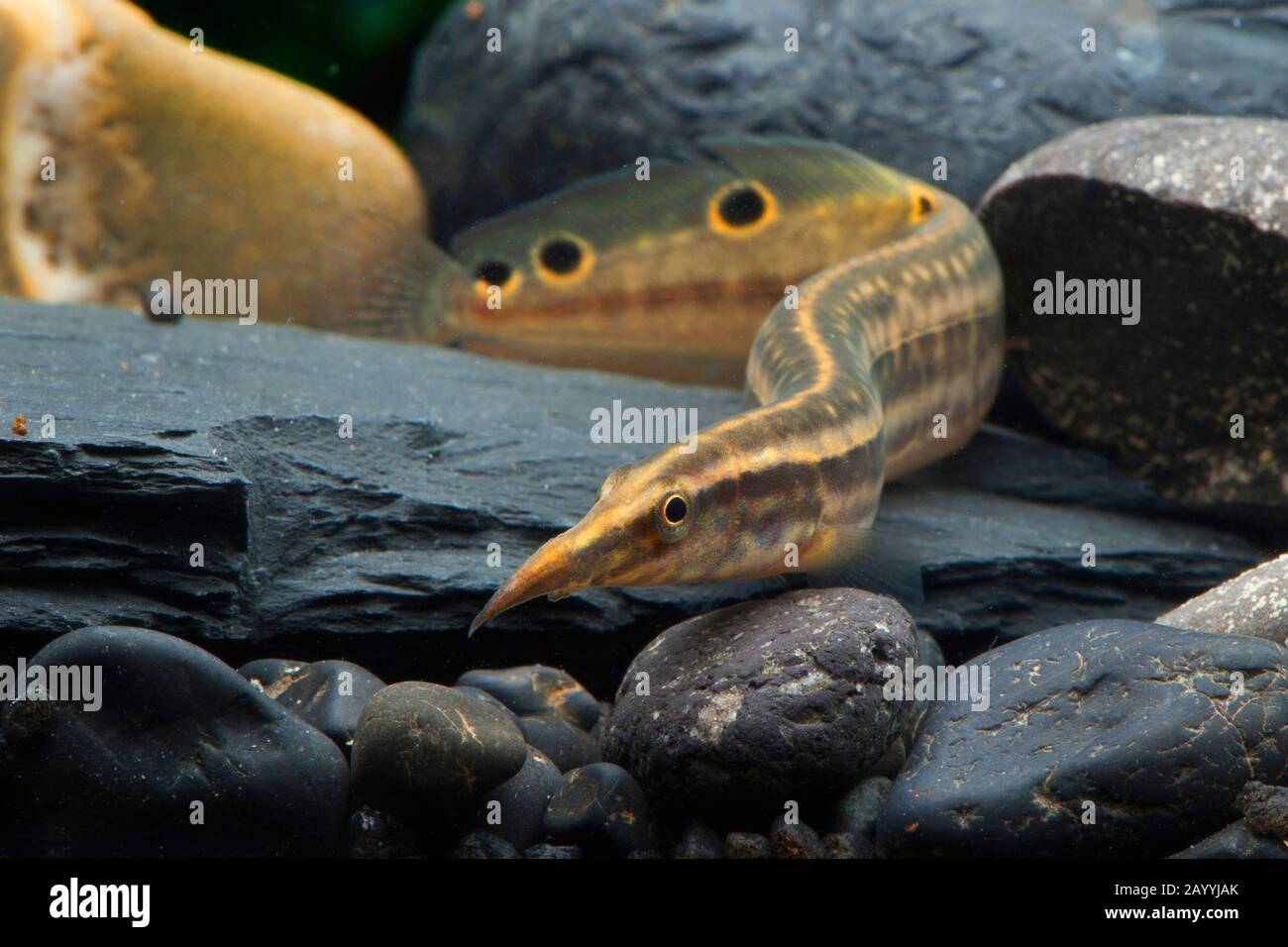 Peacock eel (Macrognathus siamensis), on stones in water Stock Photo