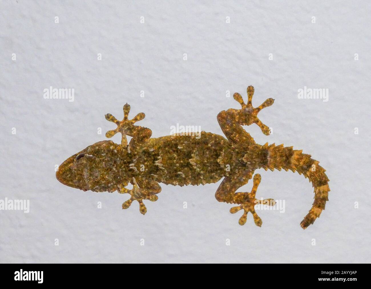 Gecko on a fcladding, Spain, Cadiz, Tarifa Stock Photo