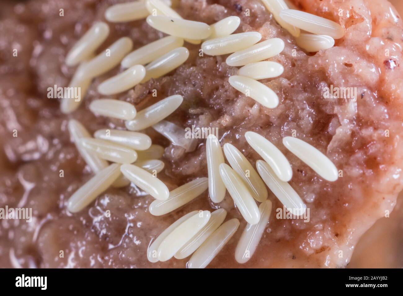 Eggs and dead animals hi-res stock photography and images - Alamy