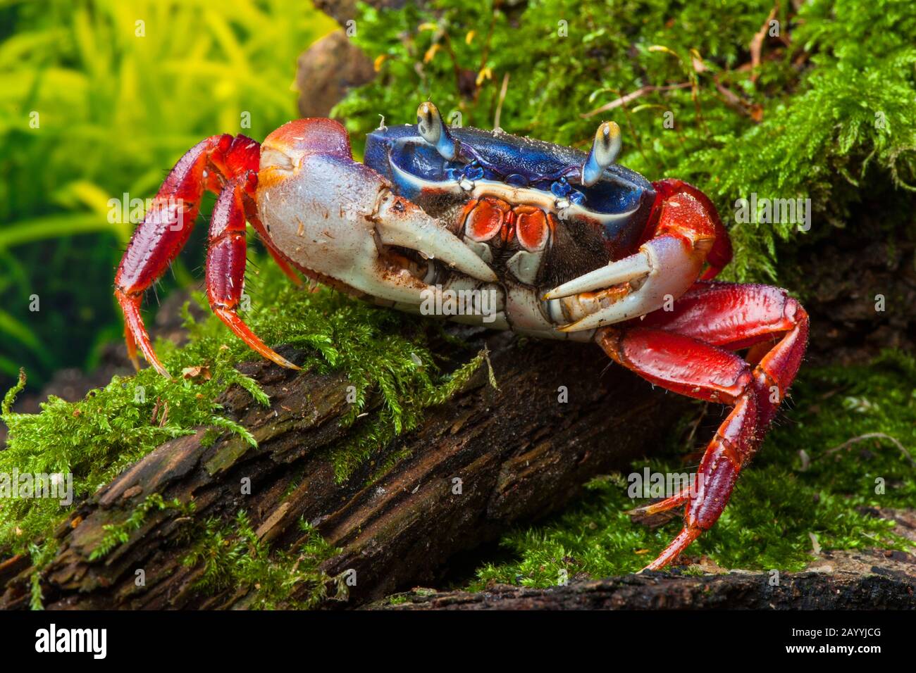 rainbow crab, West African rainbow crab (Cardisoma armatum), in terrarium Stock Photo