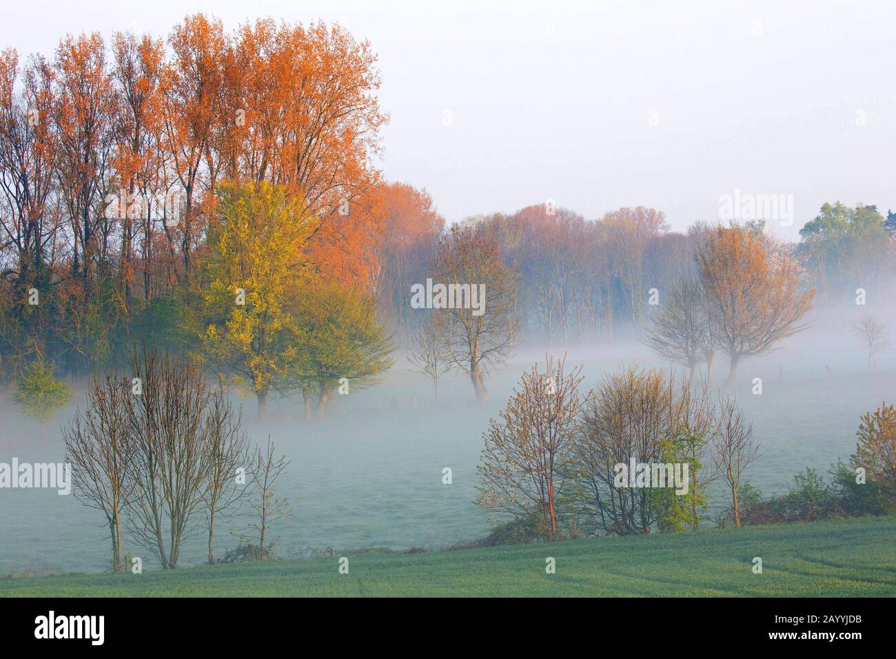 Vlaamse Ardennen in morning mist, Belgium, East Flanders, Burreken, Zegelsem Stock Photo