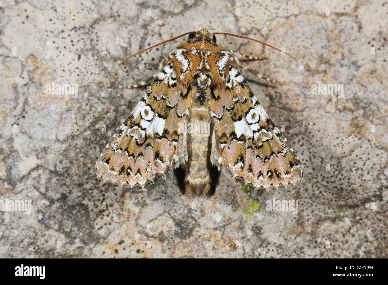 white spot moth, white-spotted coronet (Hadena albimacula), sits on a stone, France, Cevennen National Park Stock Photo