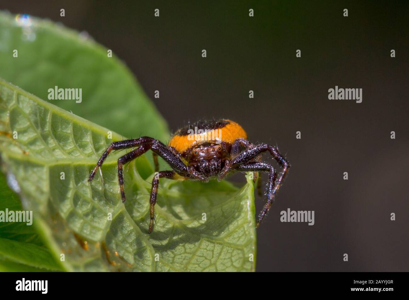 Crab Spider (Synema globosum, Synaema globosum), front view, portrait, Germany, Bavaria, Niederbayern, Lower Bavaria Stock Photo