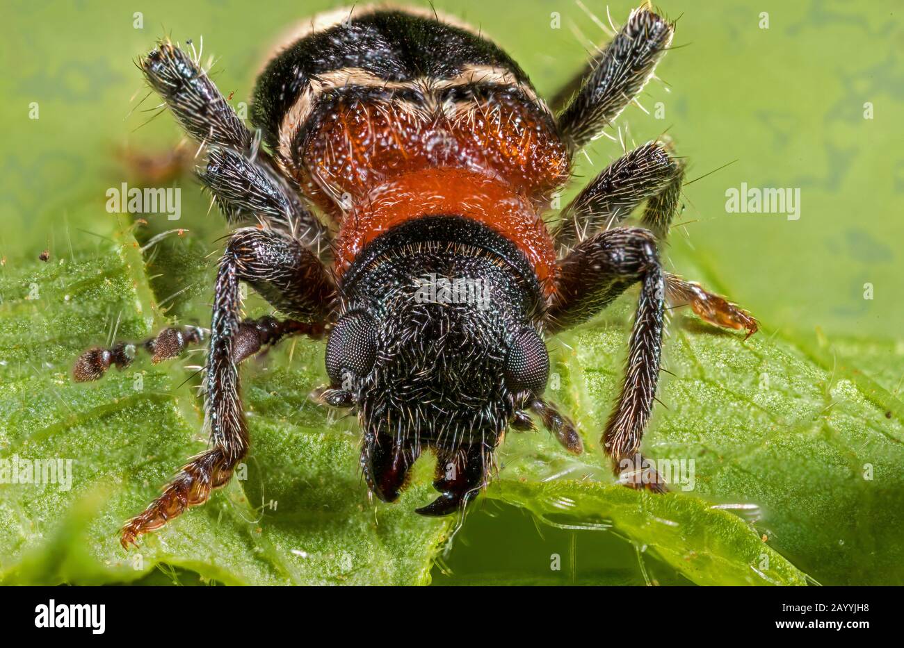 Ant beetle, European Red-bellied Clerid (Thanasimus formicarius), sitting on a leaf, front view, Germany Stock Photo