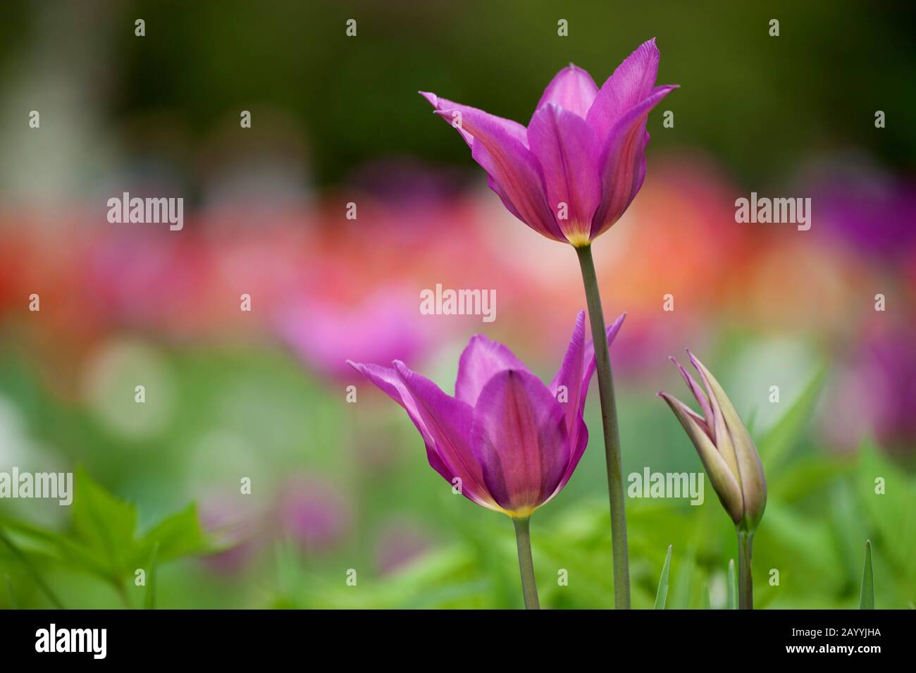 common garden tulip (Tulipa 'Maytime', Tulips Maytime), cultivar Maytime Stock Photo