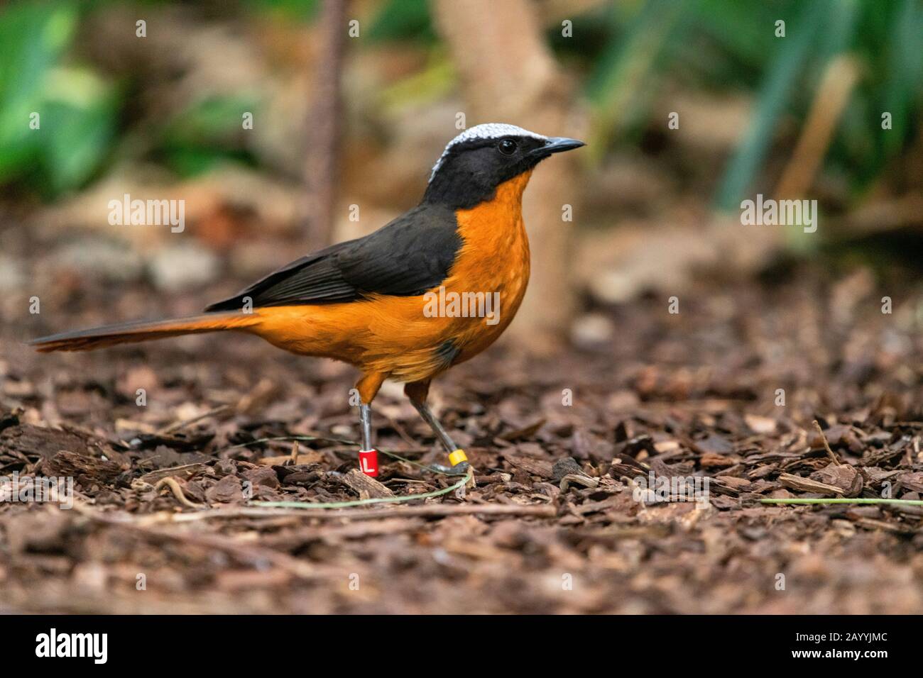 white-crowned robin chat (Cossypha albicapilla), perching on the ground, side view Stock Photo