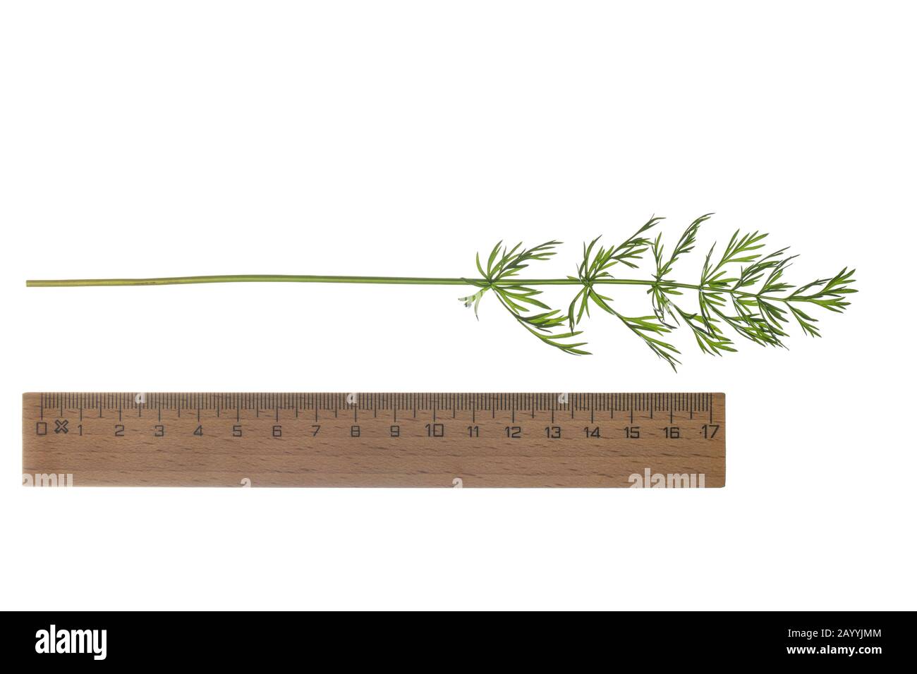 common caraway (Carum carvi), leaf with ruler, cutout, Germany Stock Photo