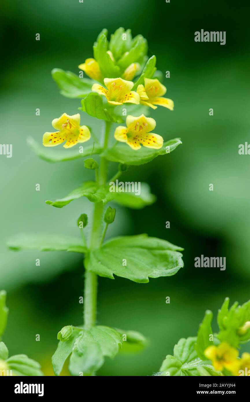 Tozzia (Tozzia alpina), blooming, Austria, Kleinwalsertal Stock Photo