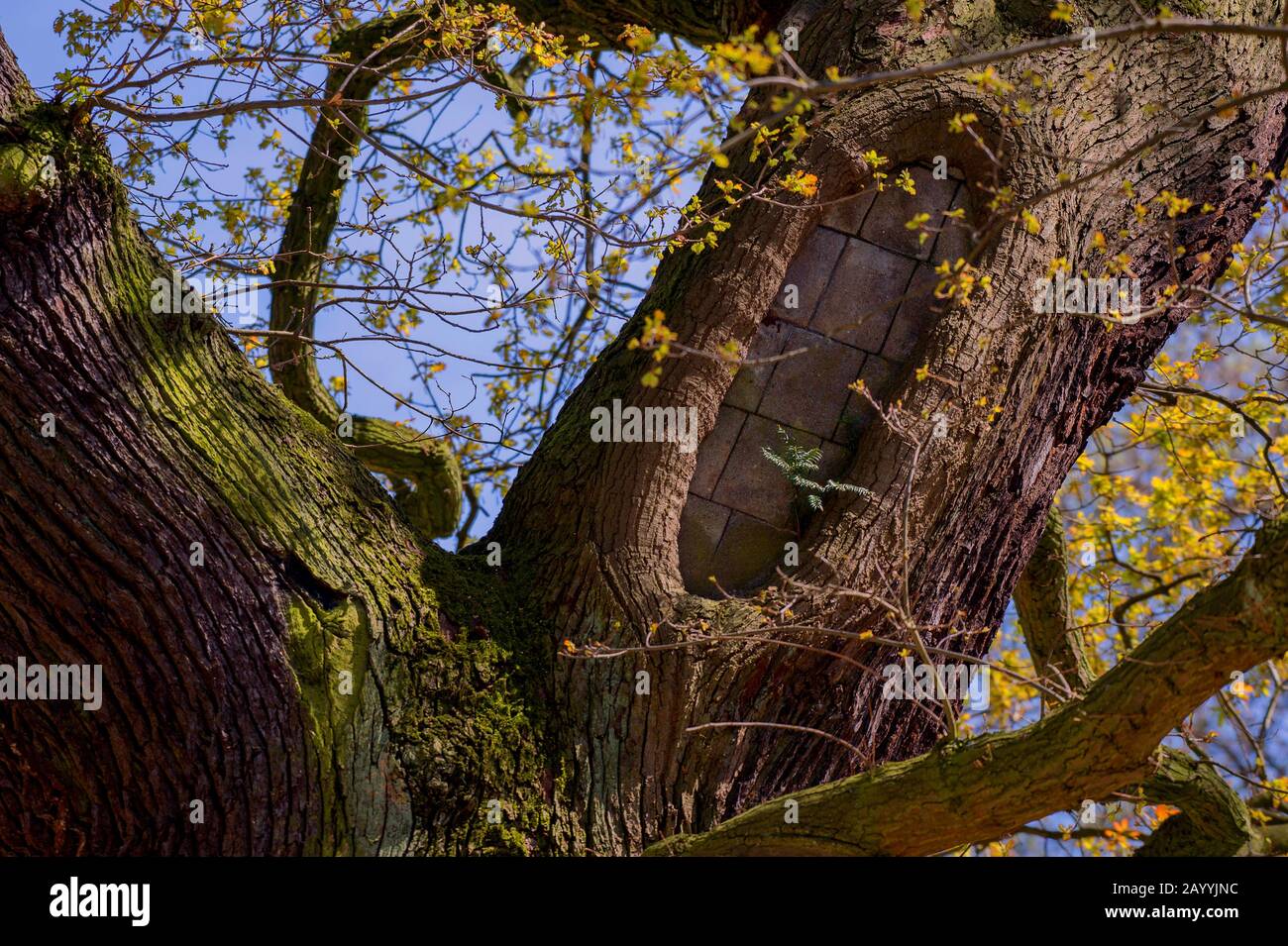 common oak, pedunculate oak, English oak (Quercus robur. Quercus pedunculata), hollow tree is filled with , Germany, Hamburg Stock Photo