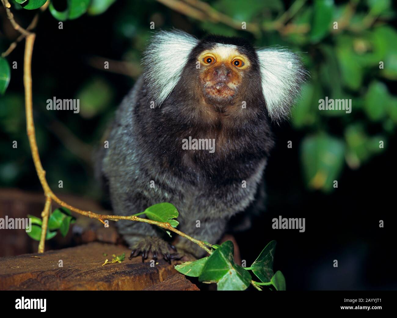 common marmoset (Callithrix jacchus), looking into the camera Stock Photo