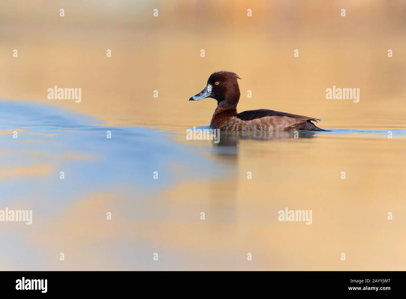 tufted duck (Aythya fuligula), swimming female, side view, Germany, Bavaria Stock Photo