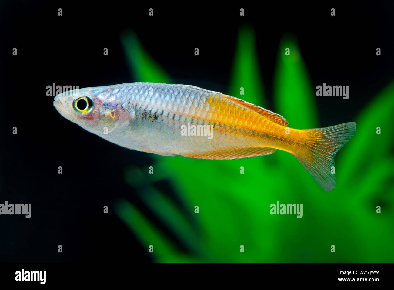 Boeseman's rainbowfish, Boesemani rainbowfish (Melanotaenia boesemani), Yellow Stock Photo