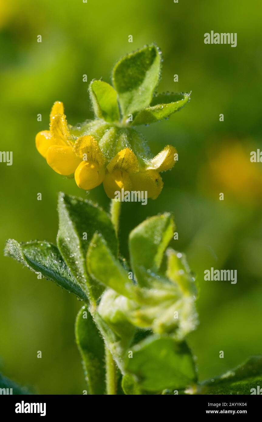 Clustered Birdsfoot Trefoil (Lotus ornithopodioides), blooming, Germany Stock Photo