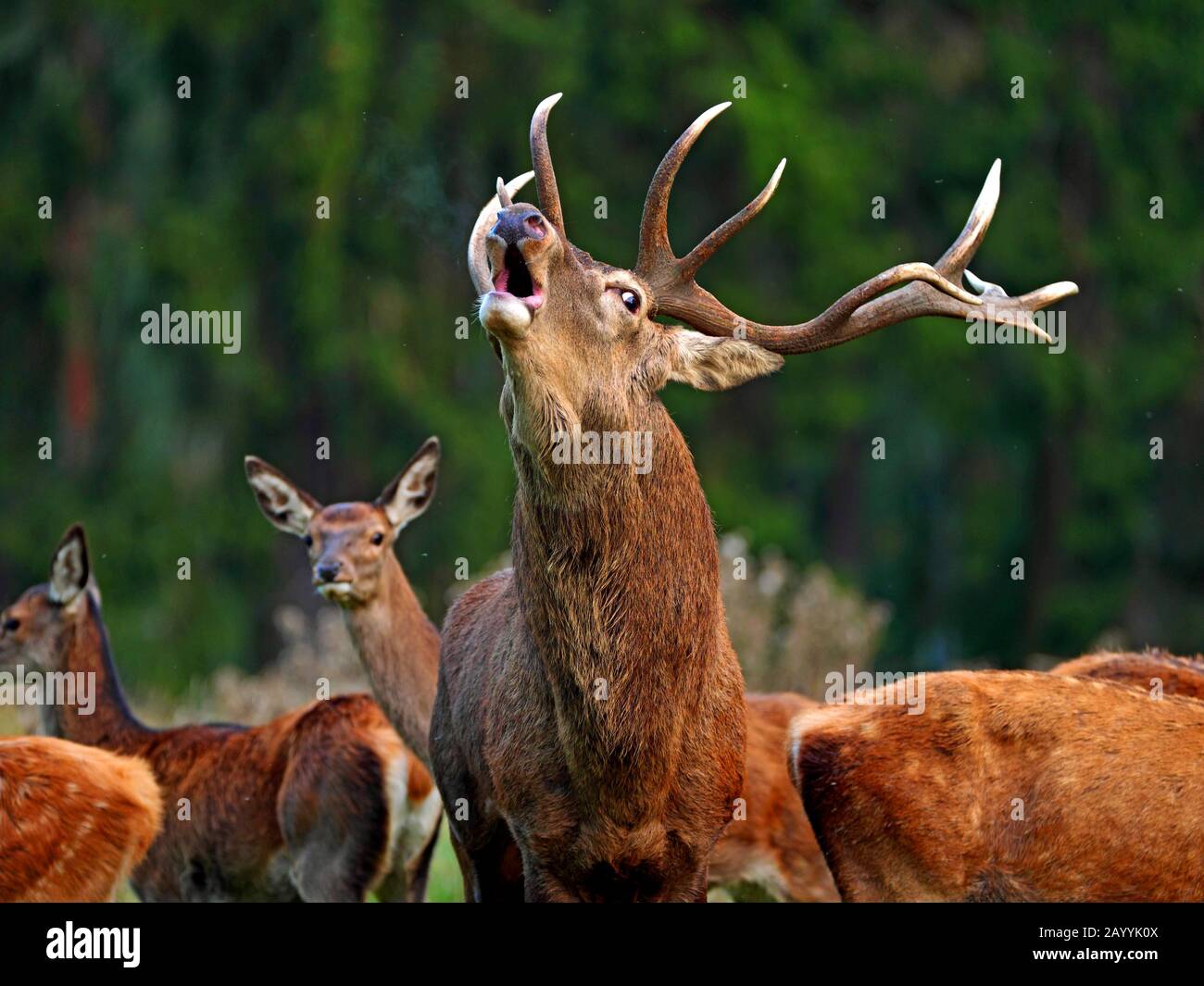 red deer (Cervus elaphus), roaring stag with hinds, Germany, Saxony Stock Photo